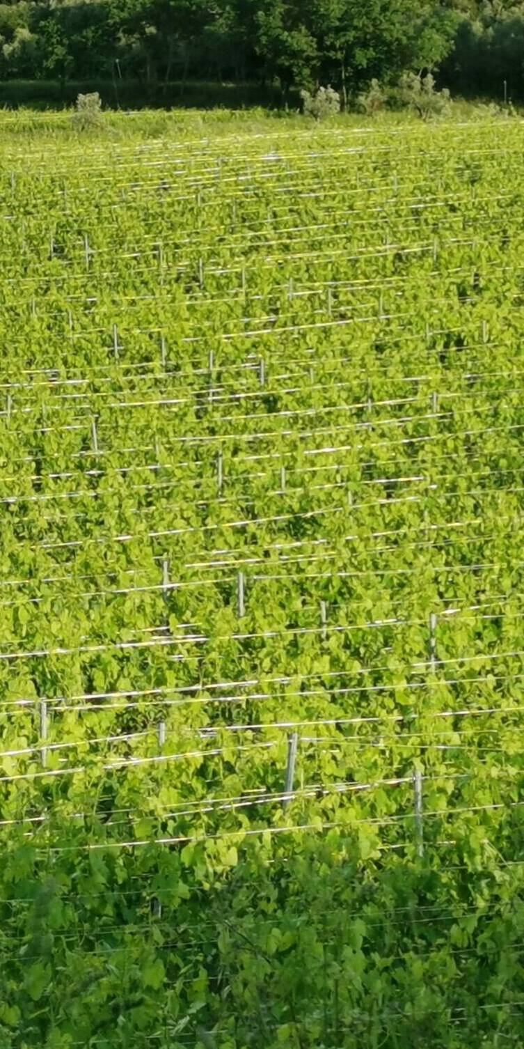 Le nostre vigne