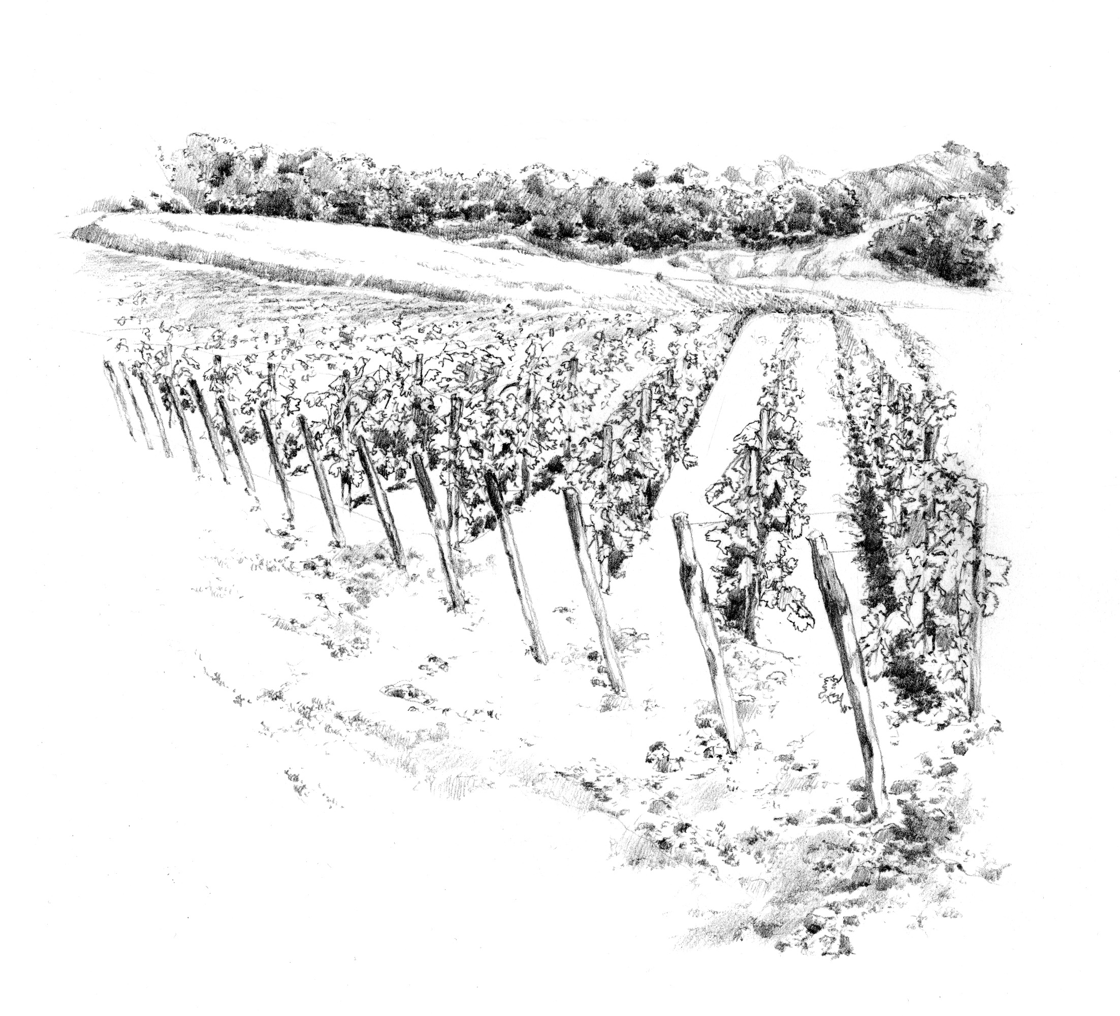 Vigne Villa Vallacchio