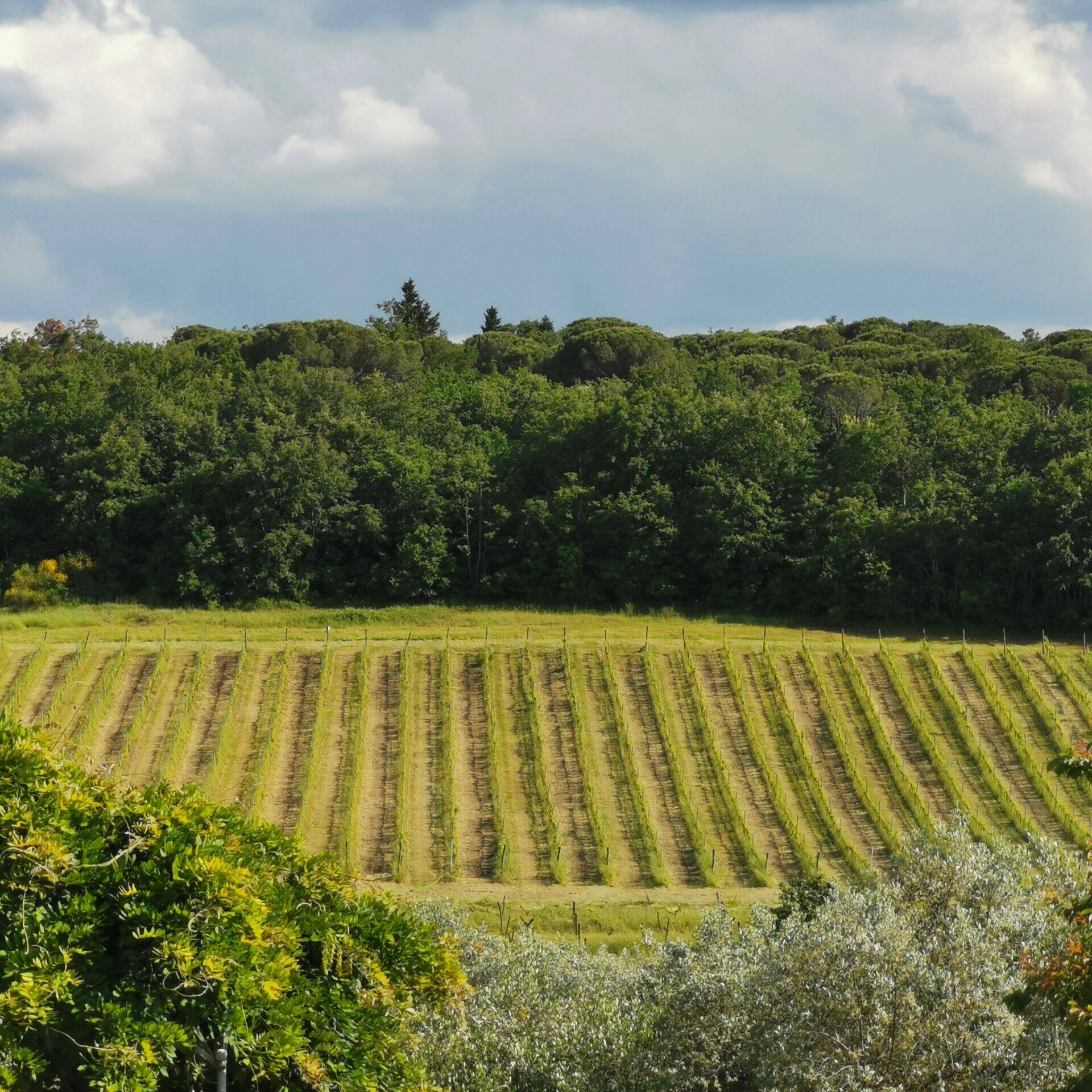 Circondata da vigne e ulivi
