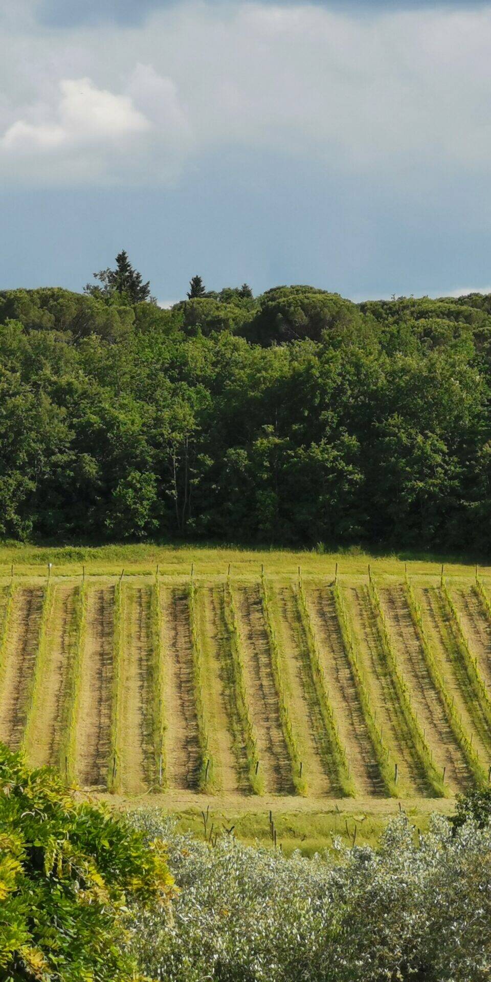 Circondata da vigne e ulivi