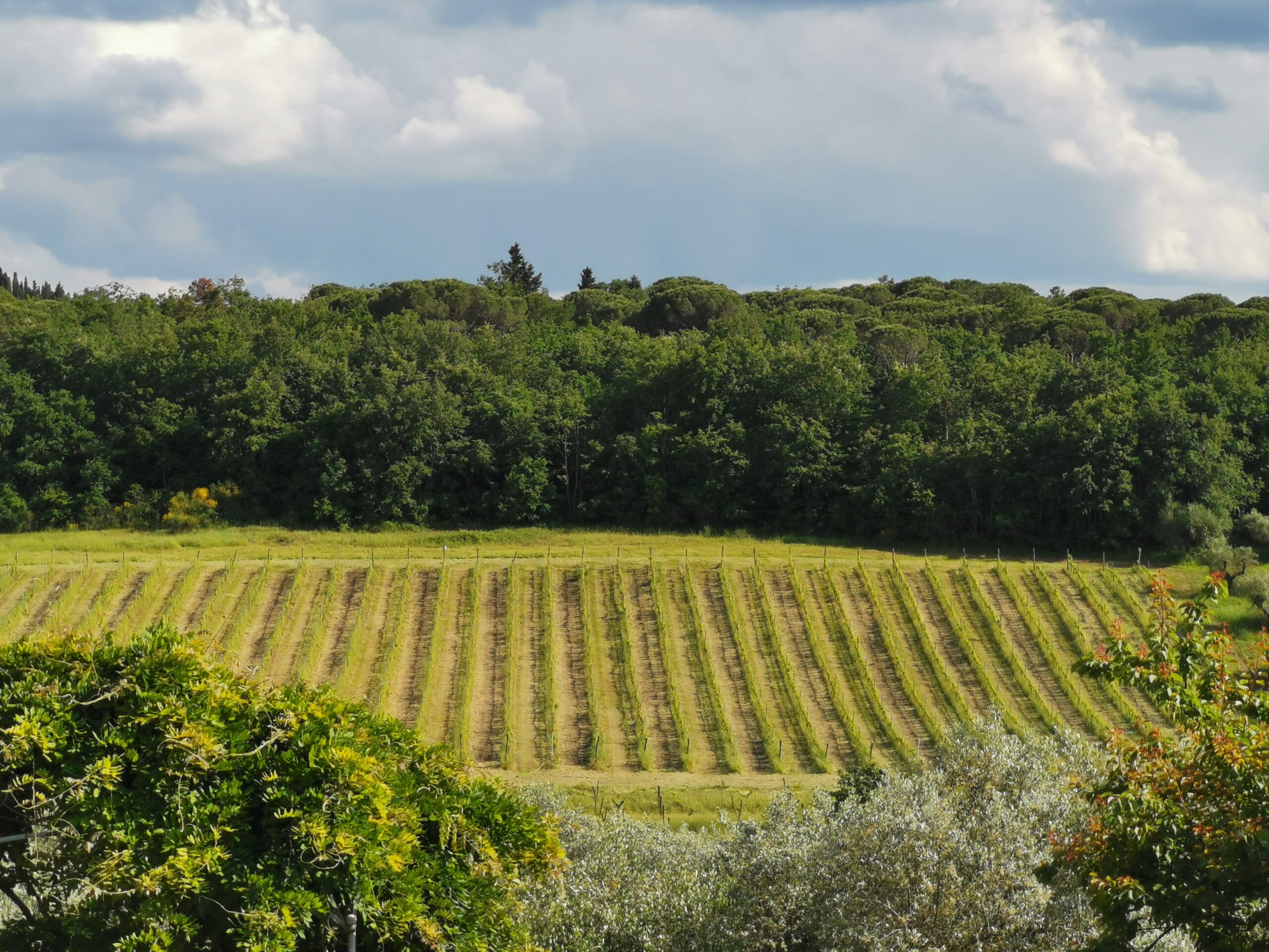 Circondata da vigne e ulivi